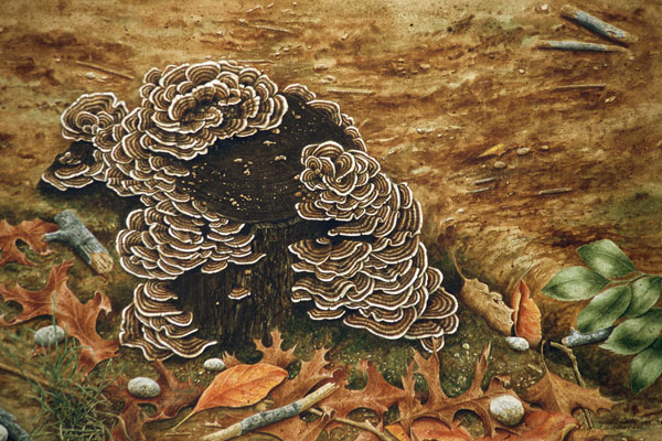 Autumn-Stump-with-Turkey-Tail-Fungus
