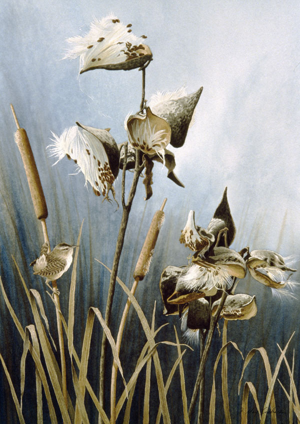 Cattails-with-Milkweed-and-Wren