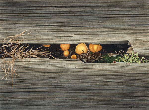 Railroad-Ties-and-Mushrooms