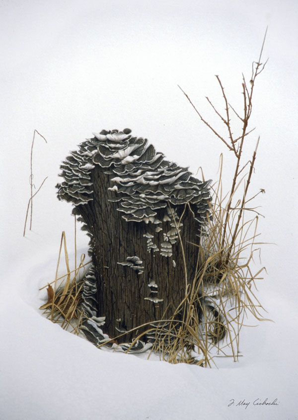 Snow-Stump-with-Turkey-Tail-Fungus