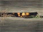 Railroad Ties and Mushrooms